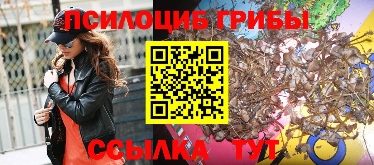 Псилоцибиновые грибы Psilocybine cubensis Ноябрьск